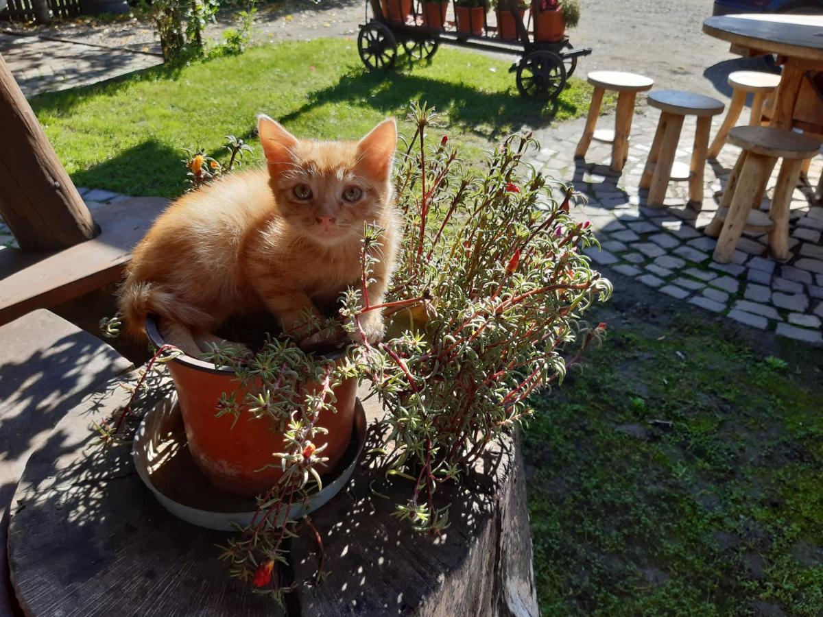 Pensiunea Bordas Panzio Sfântu-Gheorghe Exteriör bild